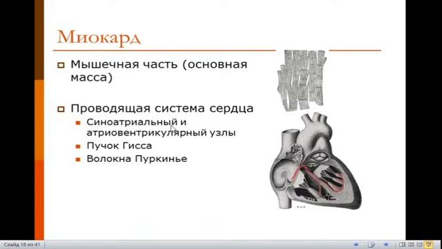 Анатомия сердечно-сосудистой системы. Анатомия сердца и артерий.