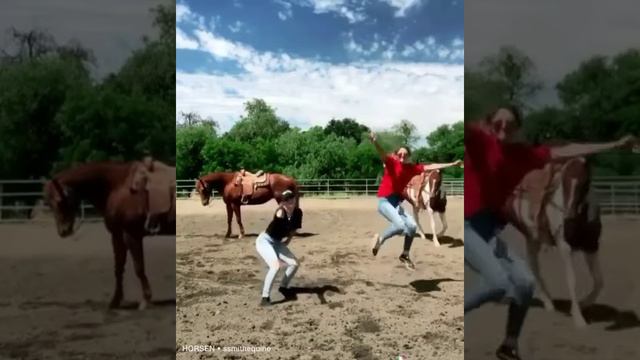 Все пошло не по плану. Реакция лошади на экспрессию владельца.