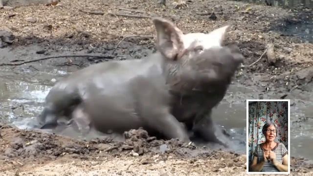 Про деревенских животных смотреть онлайн