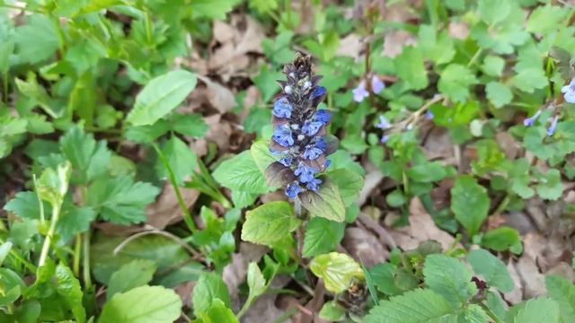 Живучка ползучая смотреть онлайн