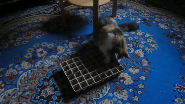 Как можно развлечь кошку смотреть онлайн