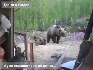Не играйте с медвежатами. За ними - мама. Случай в тундре