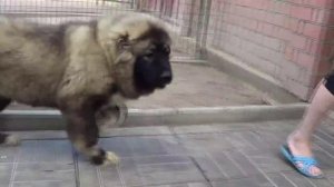 Щенок кавказской овчарки 5 месяцев, девочка. www.r-risk.ru +79262205603 Татьяна Ягодкина.