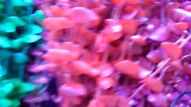 Растения аквариумные. смотреть онлайн