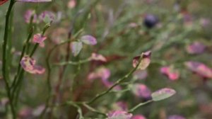 Как выбрать лесной участок для загородного дома