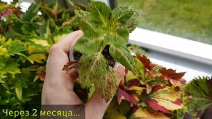 Колеусы🌱Распаковка📦Сорта: Ash Blonde💛, Electric Slide💚