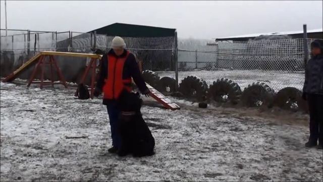 BRT Malakhovskaya Pampushechka. FCI Obedience training.