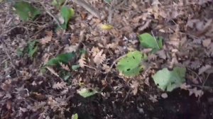 Поиск в горах Кавказа. Древние находки.
