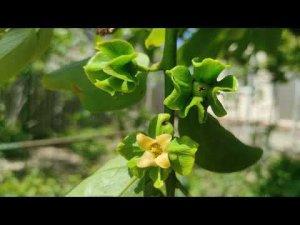 Хурма цветёт.....