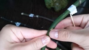 УРА!!! Проращиваю детку из цветоноса орхидеи фаленопсис. Начало эксперимента. Часть 1.