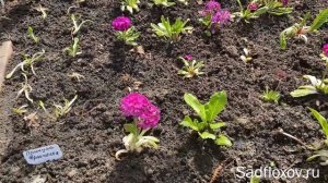 Мелкозубчатые примулы, весенние краски в вашем саду