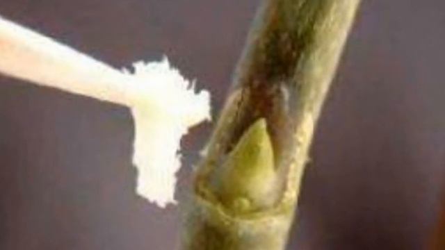 Цитокининовая паста - средство для цветения и размножения любых растений смотреть онлайн