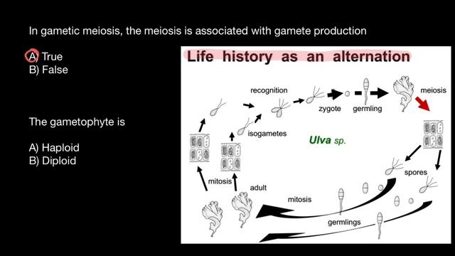 Gametic Meiosis | Gametophyte | Sporophyte