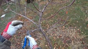 Обрезка молодой яблони без лидера