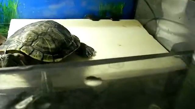 Как я сделал плотик для Водных черепах