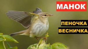 ?ГОЛОС (МАНОК) ПЕНОЧКА ВЕСНИЧКА