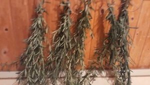 Сушим розмарин лекарственный  (лат. Rosmarinus officinalis). Часть II