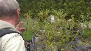 Как правильно опрыскивать кустарники и деревья, как ухаживать за садом весной