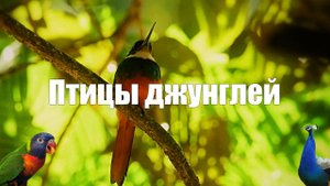 Птицы джунглей l Фото l Звуки природы для медитации и сна