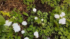 Сангвинария Flora plena