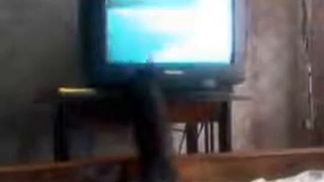 Кот смотрит телевизор смотреть онлайн