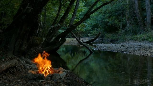 Почему у пеларгонии краснеют листья? смотреть онлайн