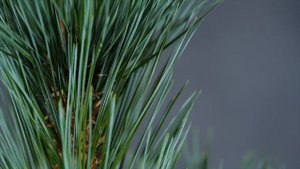 VANDERWOLF'S PYRAMID - sosna giętka (Pinus flexilis 'Vanderwolf's Pyramid') - opis rośliny