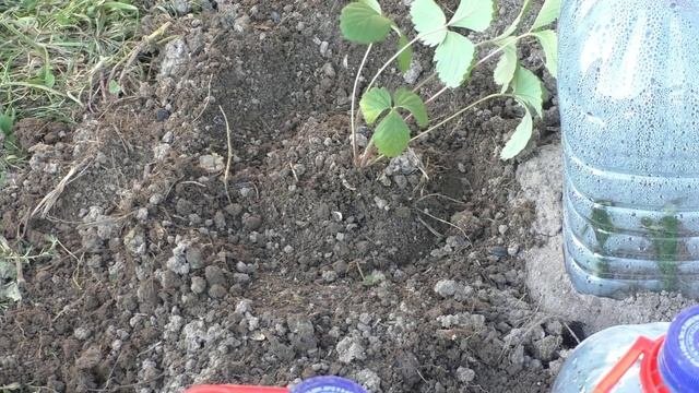 Земляника (ч.8)/Клубника мелкоплодная, высадка на огород. 09.05.2015г.