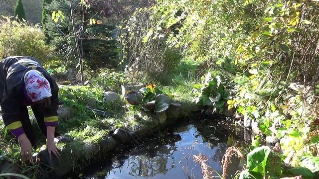 Осенний уход за нимфеями в пруду. Как сохранить нимфеи зимой смотреть онлайн