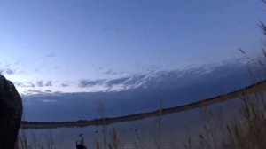 Охота на утку с МР 155 и коллиматор DOCTER®sight II