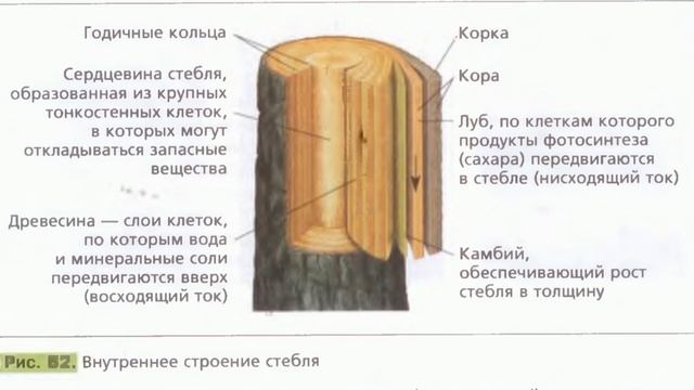 Краткий пересказ §10 Стебель, его строение и значение. Биология 6 класс Пономарева