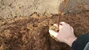 голубика от Сергея. обзор. клубника первая обработка.