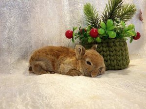 Декоративные кролики породы Рекс