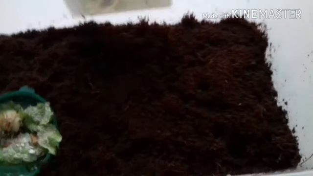 Как оформить террариум для улиток смотреть онлайн