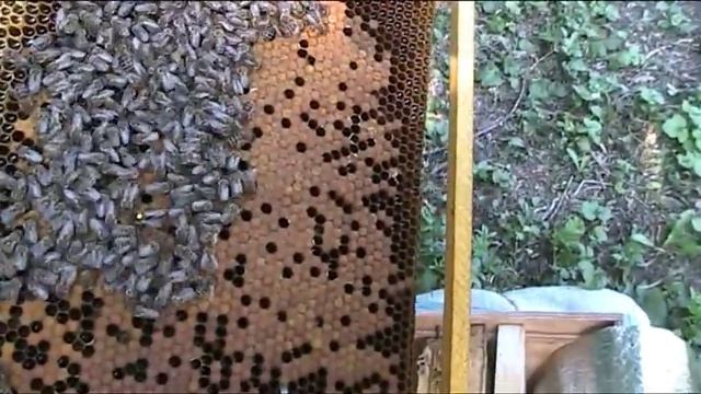 расплодный отводок без пчел( 100% прием маток) смотреть онлайн