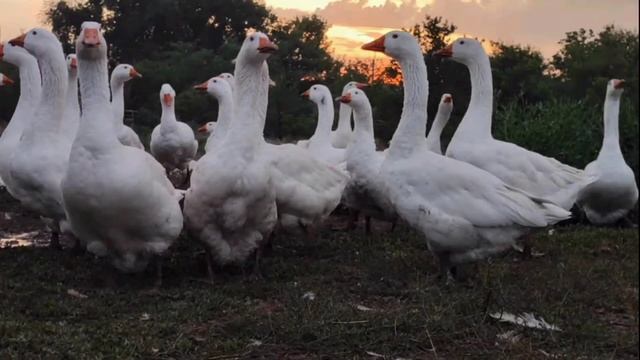 Гуси мамут. Кто такие? смотреть онлайн