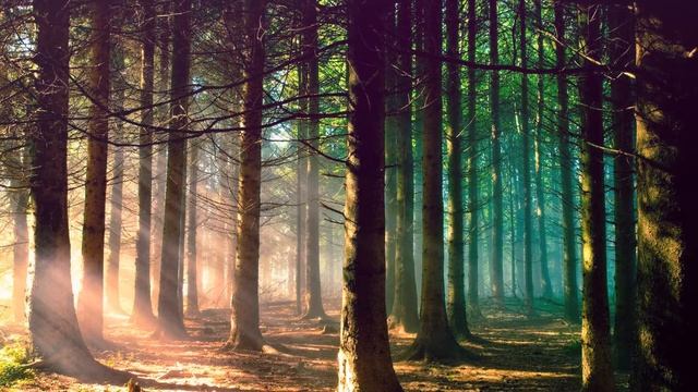 Сказочный лес (Звуковой релакс) / Fairy forest (Sound relax) смотреть онлайн