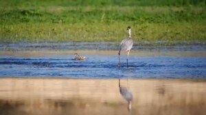 Звуки птиц / Интересные факты про цаплю / Звуки природы  Голоса птиц Цапля /Звуки цапли