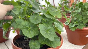 Нарезаем 1000 черенков пеларгонии , обзор маточников .