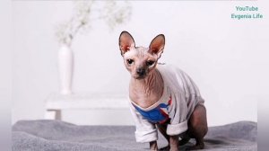 Зоотерапия. Лечение животными