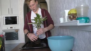 Драцена: Пересадка, Полив, Уход, Месторасположение.