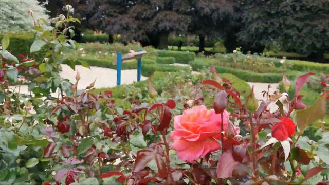 2020.07.22 Rambling in War Memorial Park Rose Garden, Coventry, UK смотреть онлайн