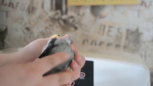 Анатомия и физилогия попугаев, строение тела, особенности которые полезно знать смотреть онлайн