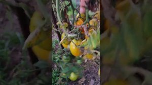 томат лимон ? лиана#дела #домашние #курочки #цыплята #дела #2023г