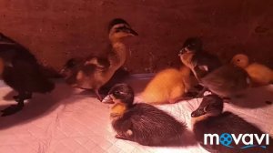 Утята Индийский бегунок