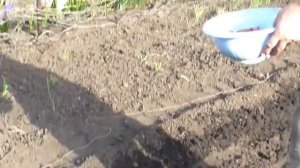 Садим лук сеянку. Посадка лука вручную