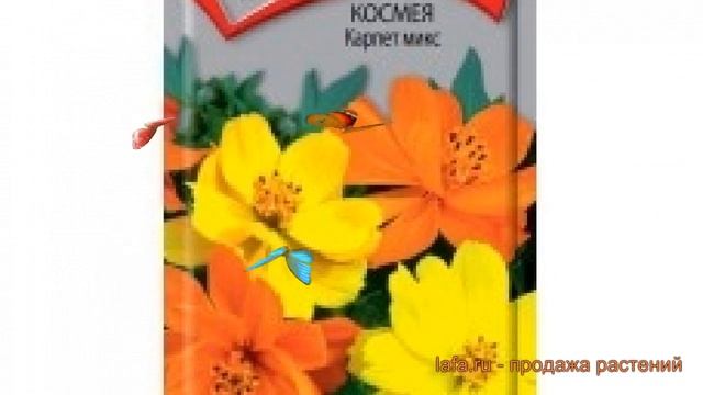 Космея обыкновенная Карпет микс (karpet miks) ? обзор: как сажать, семена космеи Карпет микс смотреть онлайн