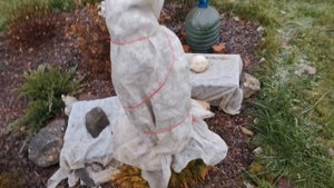 Укрытие клумбы с хвойными растениями ?