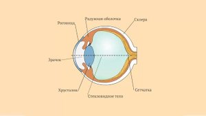 Строение глаза