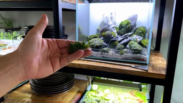 Thai Micro Crab Marimo Moss Ball Iwagumi! (Low Tech Aquascape Tutorial) смотреть онлайн